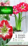 Bulbes à fleurs à planter à l'automne - Amaryllis Hippeastrum Strié (x1) - PACKAGING_RECTO